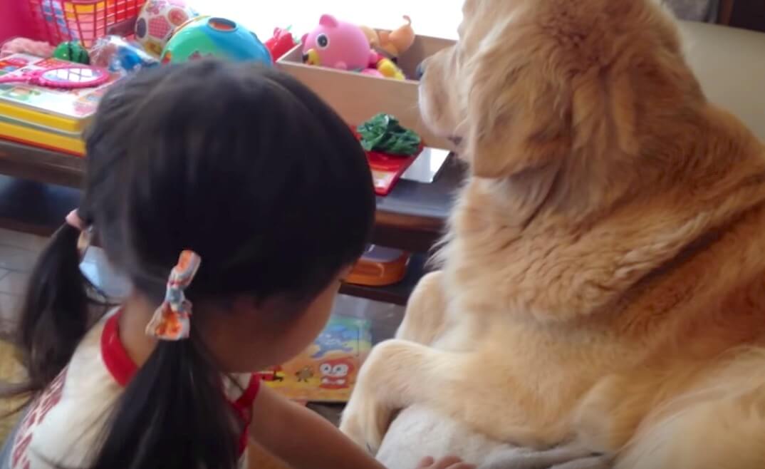 ゴールデンレトリーバー,動画