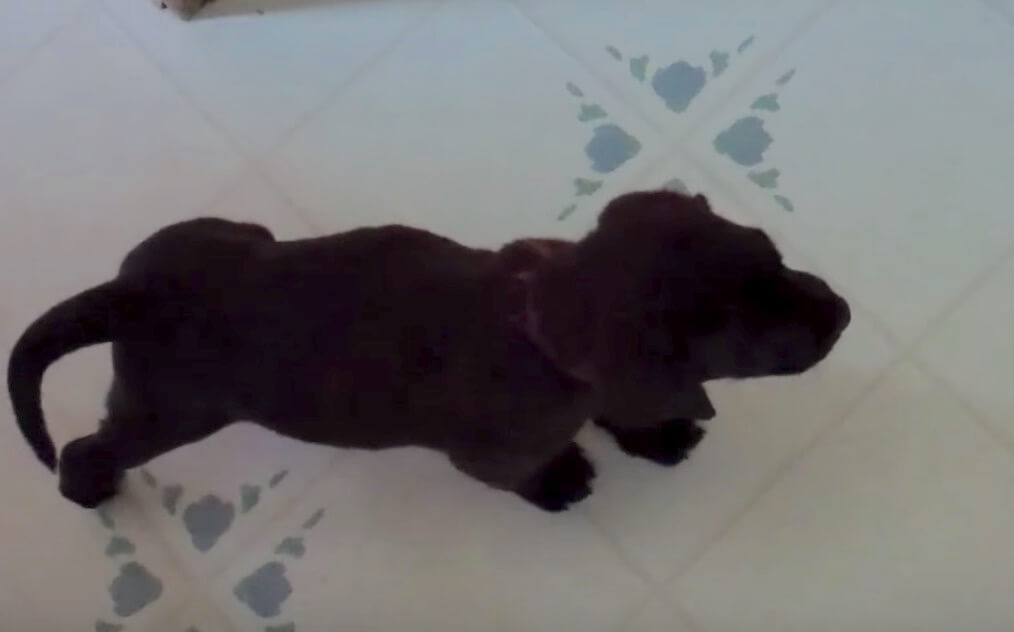 ラブラドールレトリーバー,動画