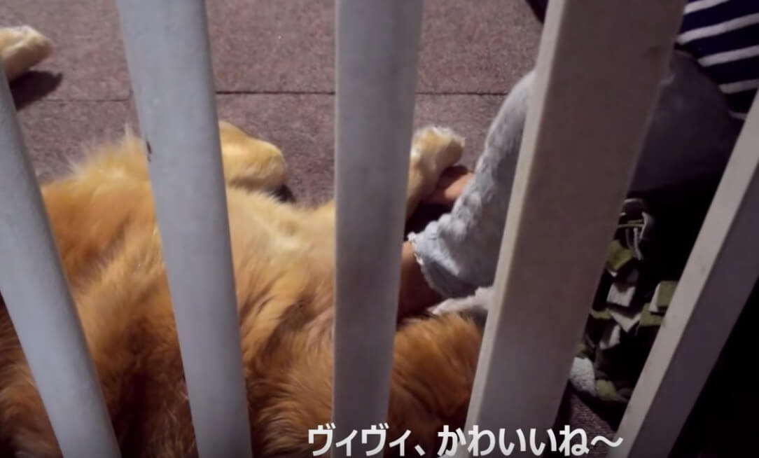 ゴールデンレトリーバー,動画