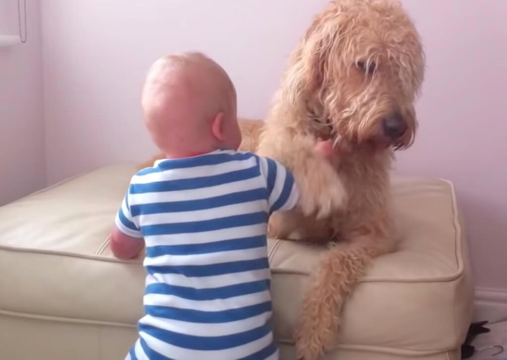 ラブラドュードル,動画