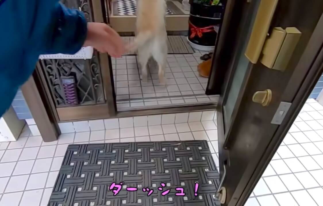 ラブラドールレトリーバー,動画