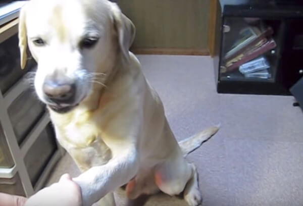 ラブラドールレトリーバー,動画