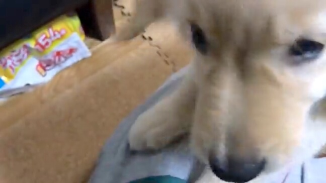 ゴールデンレトリーバー,動画