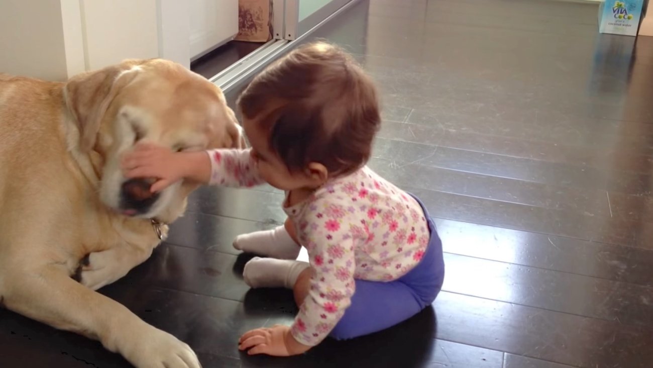 ラブラドールレトリーバー,動画