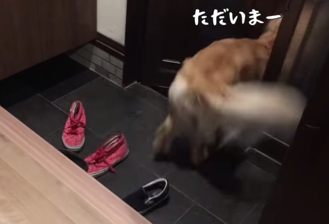 ゴールデンレトリーバー,動画