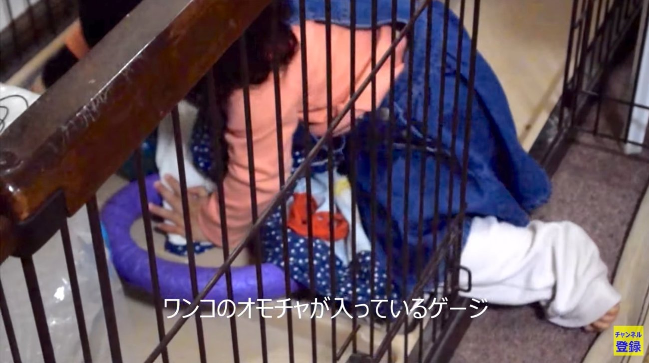 ゴールデンレトリーバー,動画