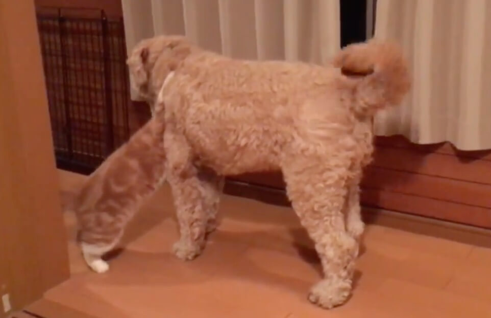 ゴールデンドゥードル,動画