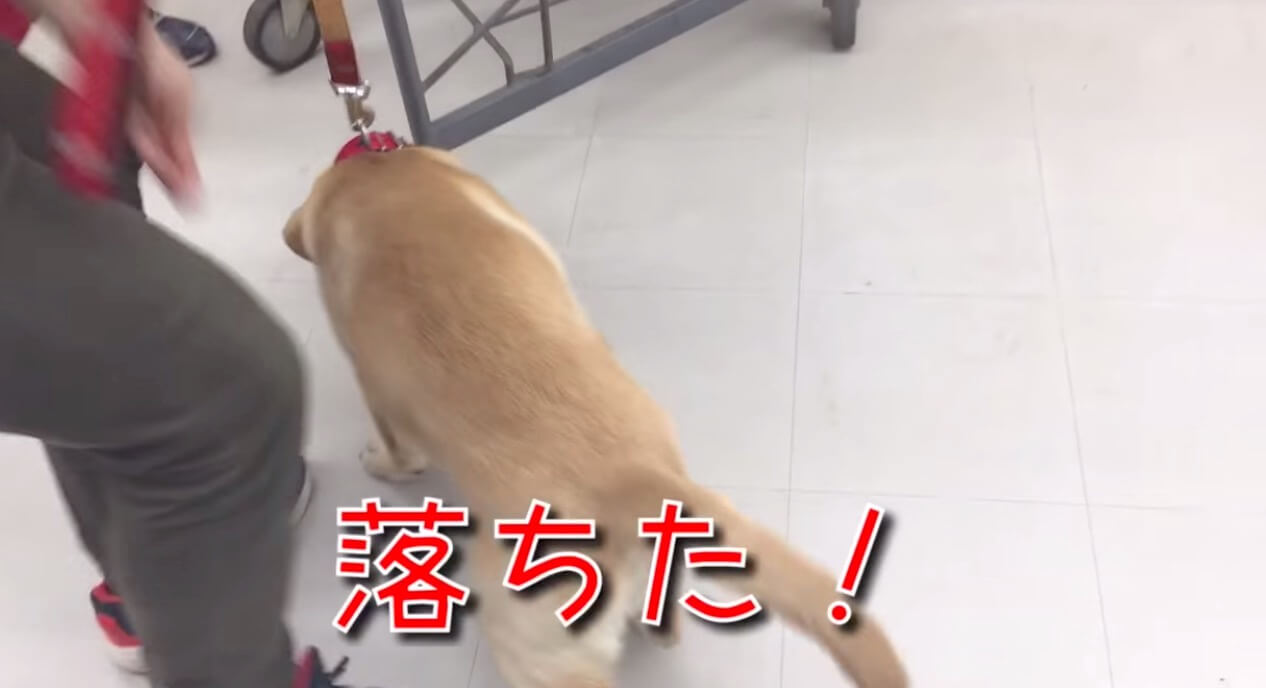 ラブラドールレトリーバー,動画