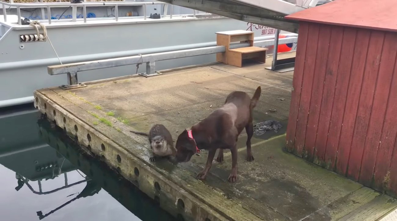 ラブラドールレトリーバー,動画