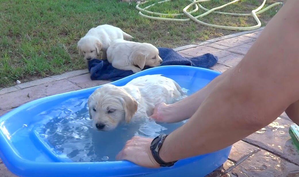 ラブラドールレトリーバー,動画