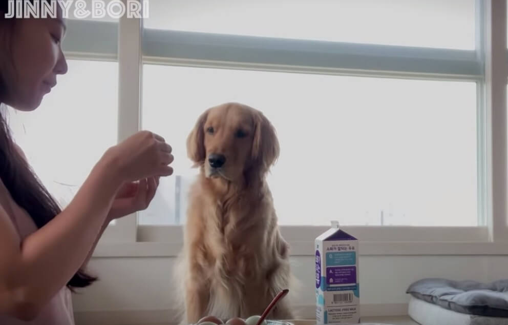 ゴールデンレトリーバー,動画