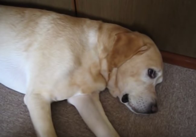 ラブラドールレトリーバー,動画