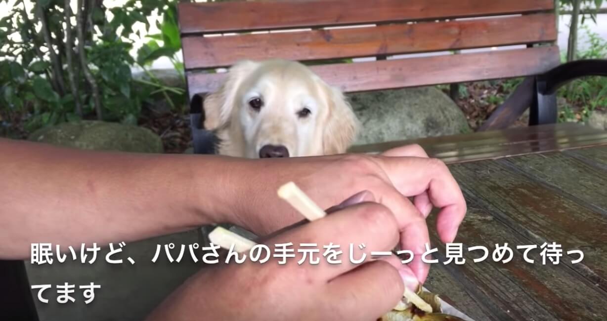 ゴールデンレトリーバー,動画