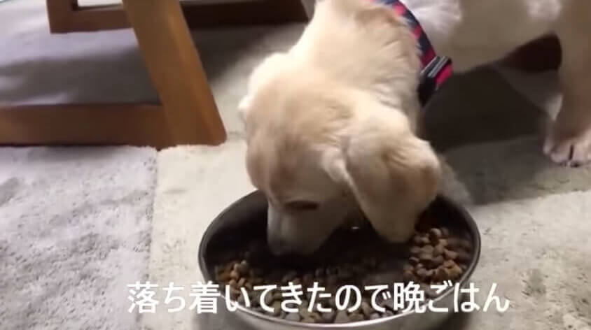 ラブラドールレトリーバー,動画