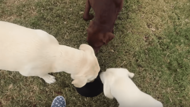 ラブラドールレトリーバー,動画