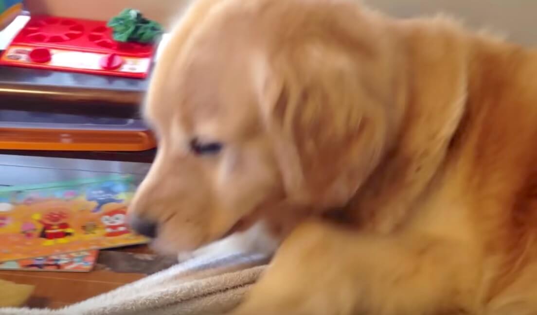 ゴールデンレトリーバー,動画