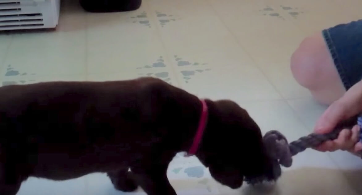 ラブラドールレトリーバー,動画