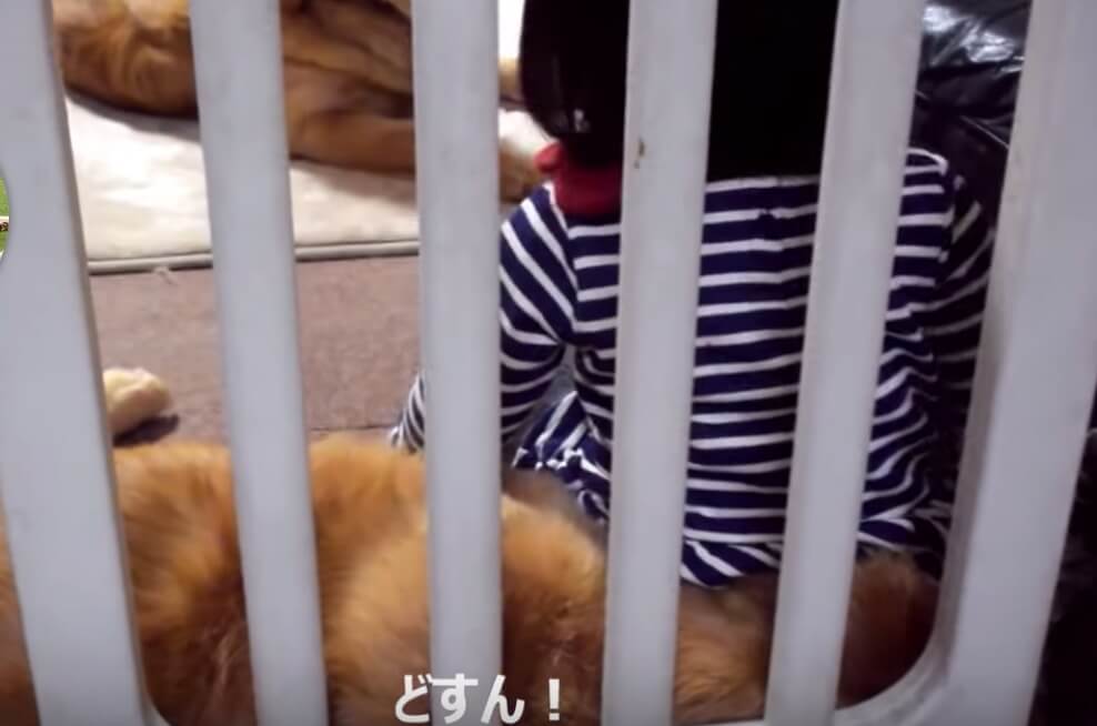 ゴールデンレトリーバー,動画