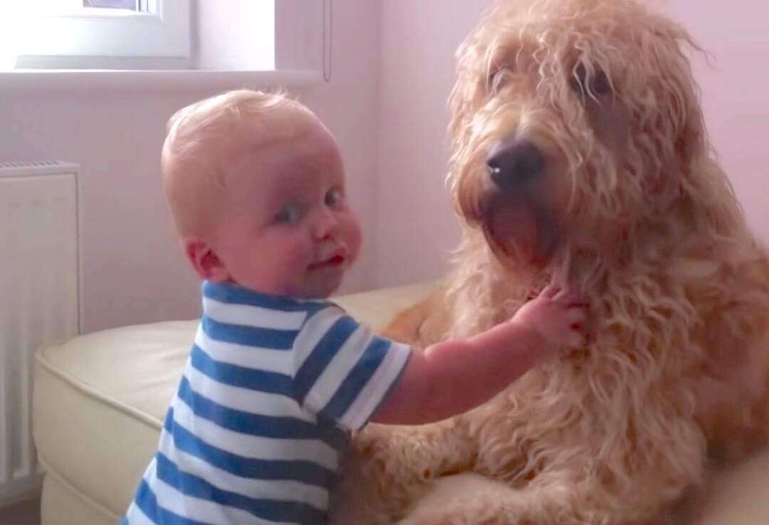 ラブラドュードル,動画