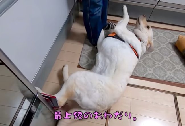 ラブラドールレトリーバー,動画