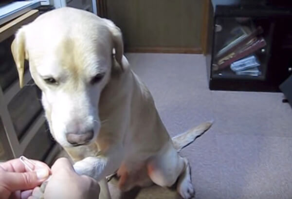 ラブラドールレトリーバー,動画