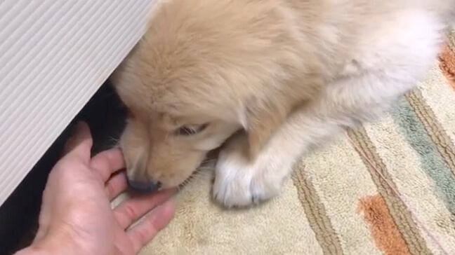 ゴールデンレトリーバー,動画