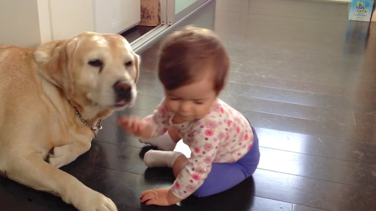 ラブラドールレトリーバー,動画