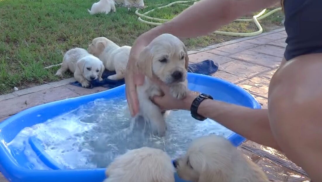 ラブラドールレトリーバー,動画