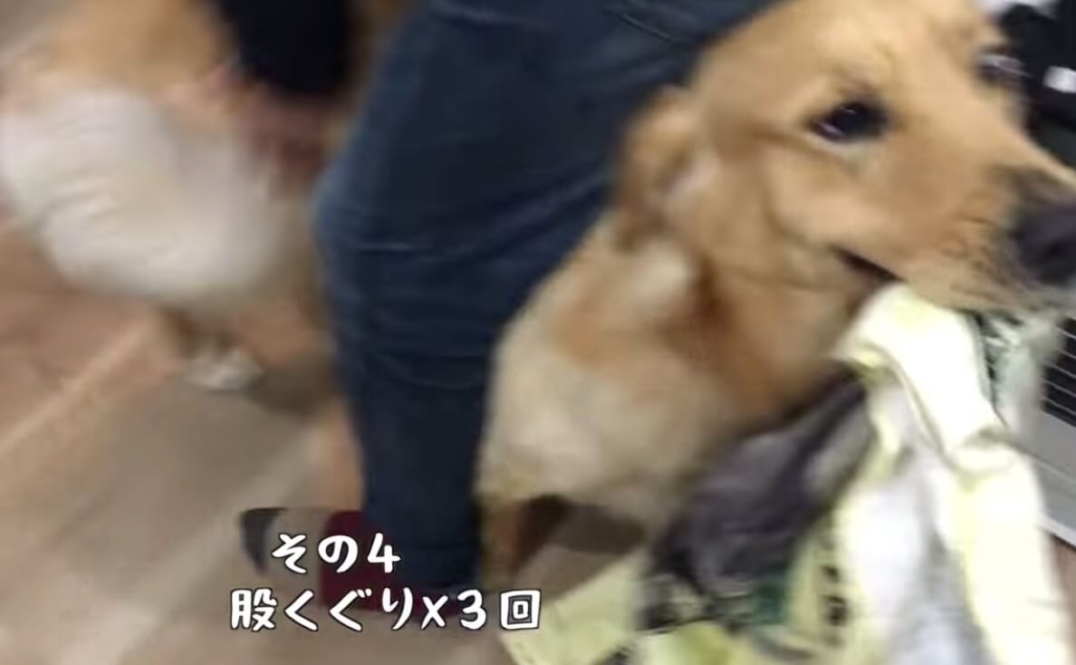 ゴールデンレトリーバー,動画