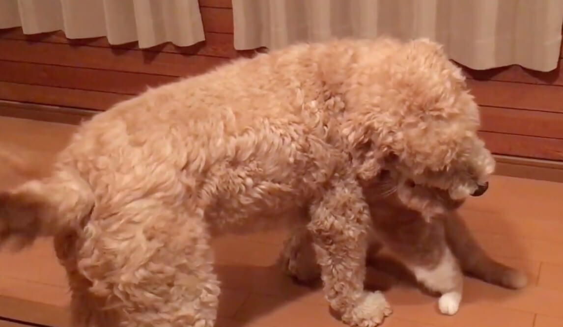 ゴールデンドゥードル,動画