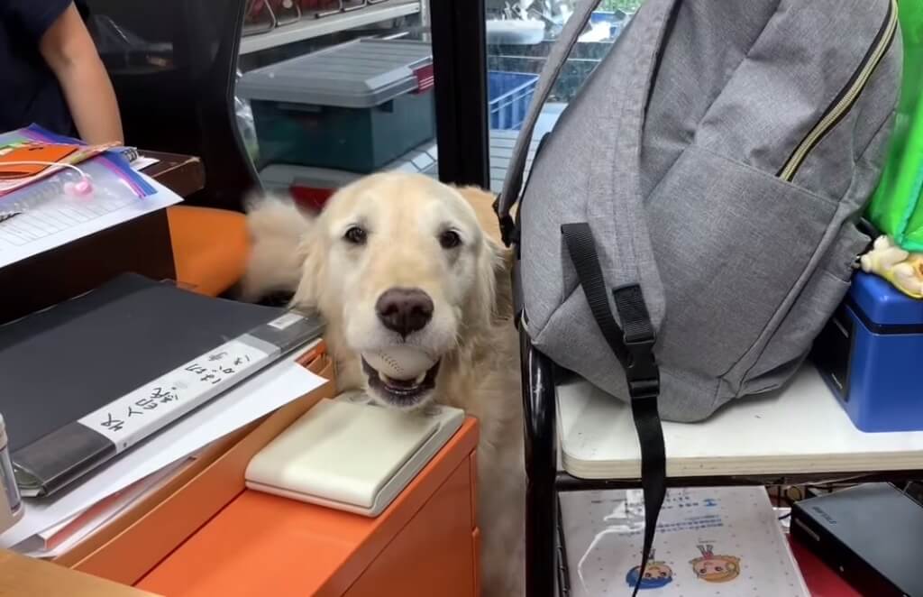 ゴールデンレトリーバー,動画