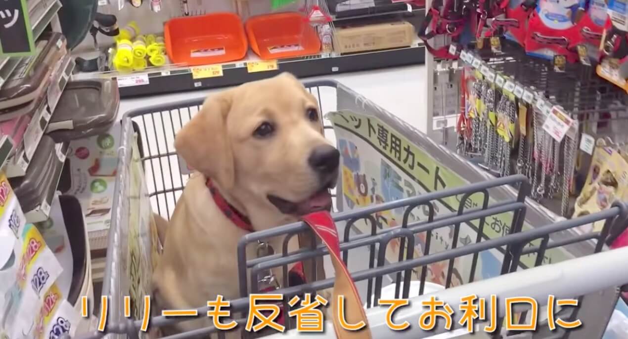 ラブラドールレトリーバー,動画