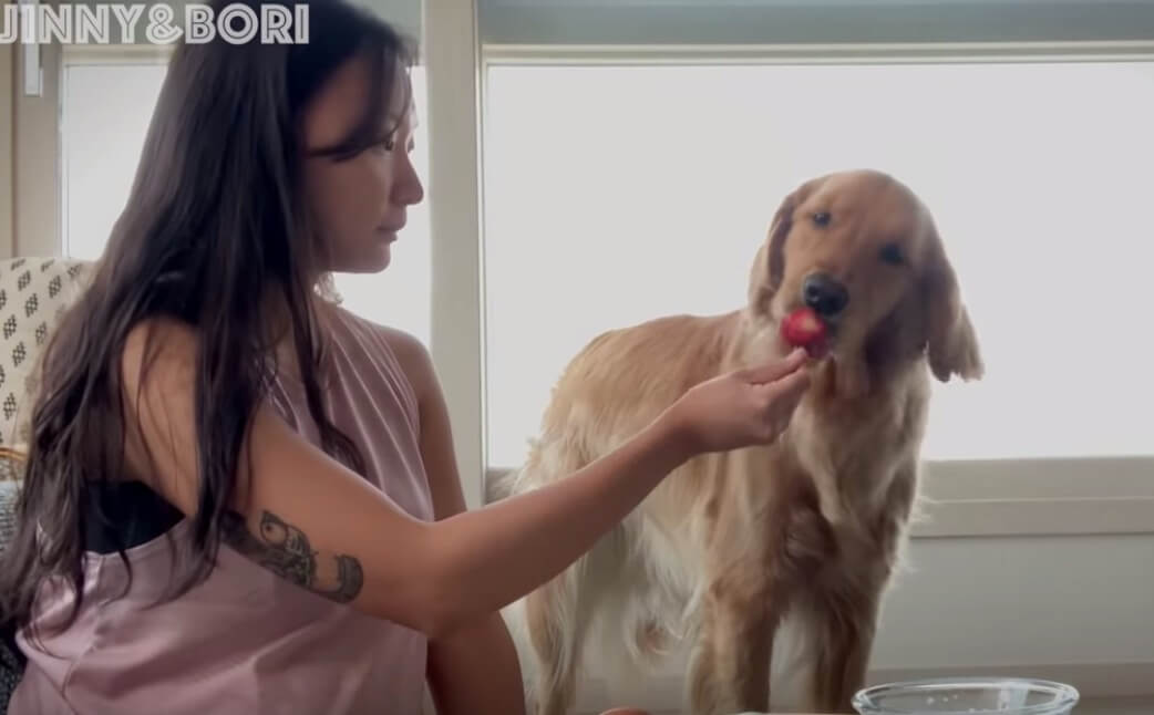 ゴールデンレトリーバー,動画