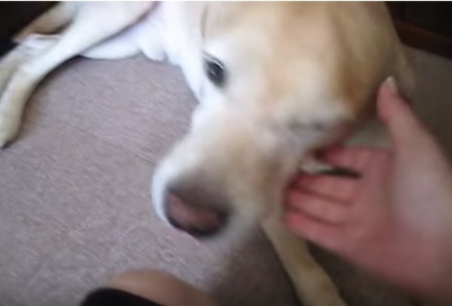 ラブラドールレトリーバー,動画