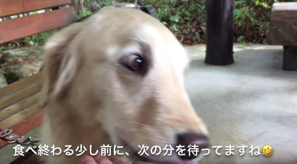 ゴールデンレトリーバー,動画