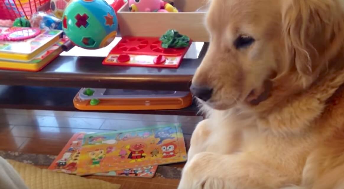 ゴールデンレトリーバー,動画