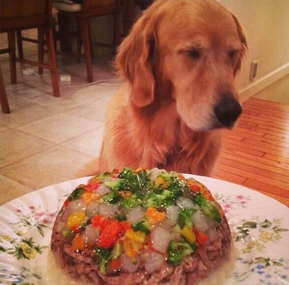 レトリーバー,ごはん