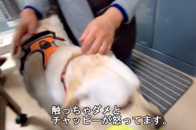 ラブラドールレトリーバー,動画