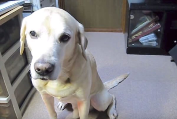 ラブラドールレトリーバー,動画