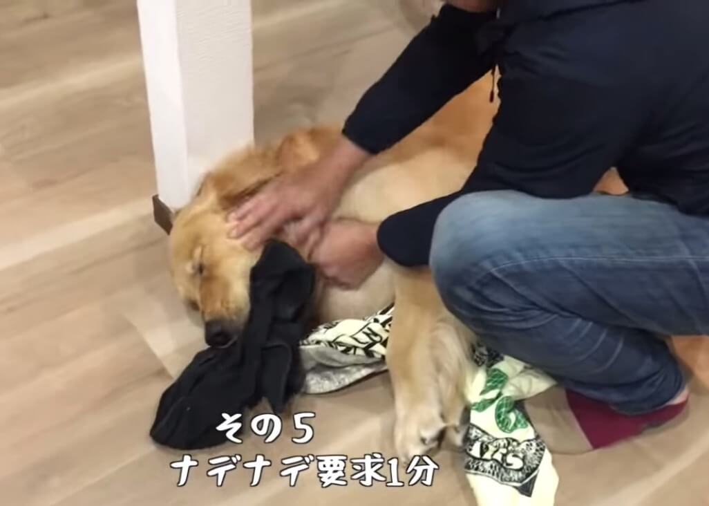 ゴールデンレトリーバー,動画