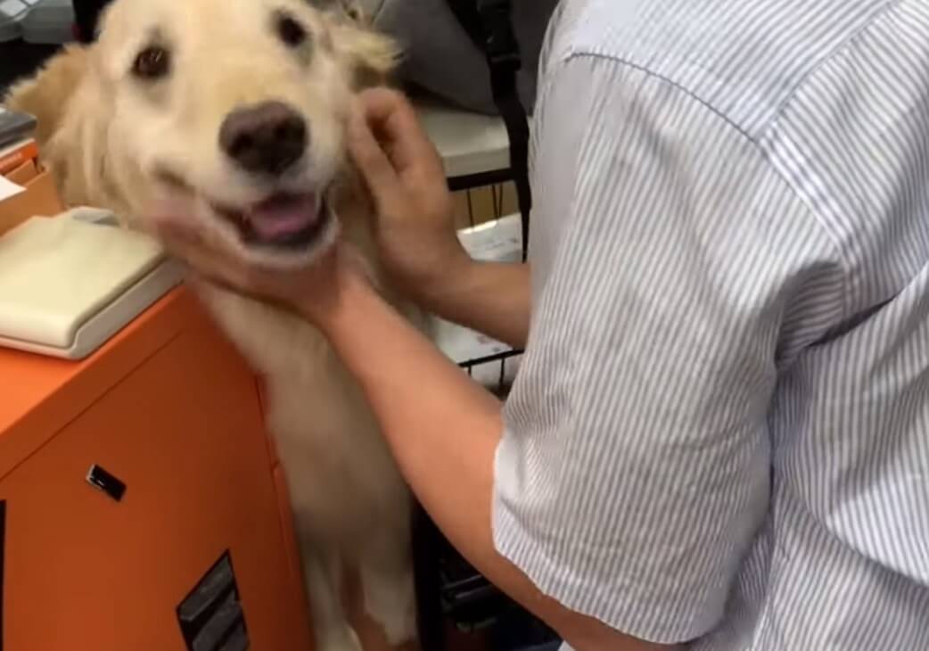 ゴールデンレトリーバー,動画