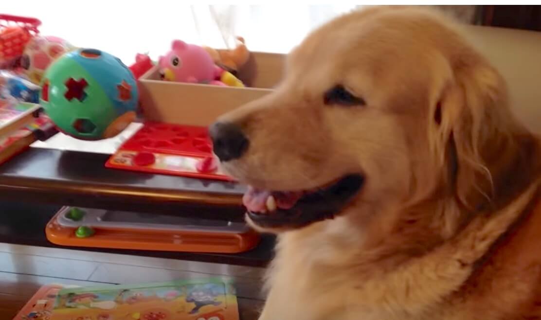 ゴールデンレトリーバー,動画