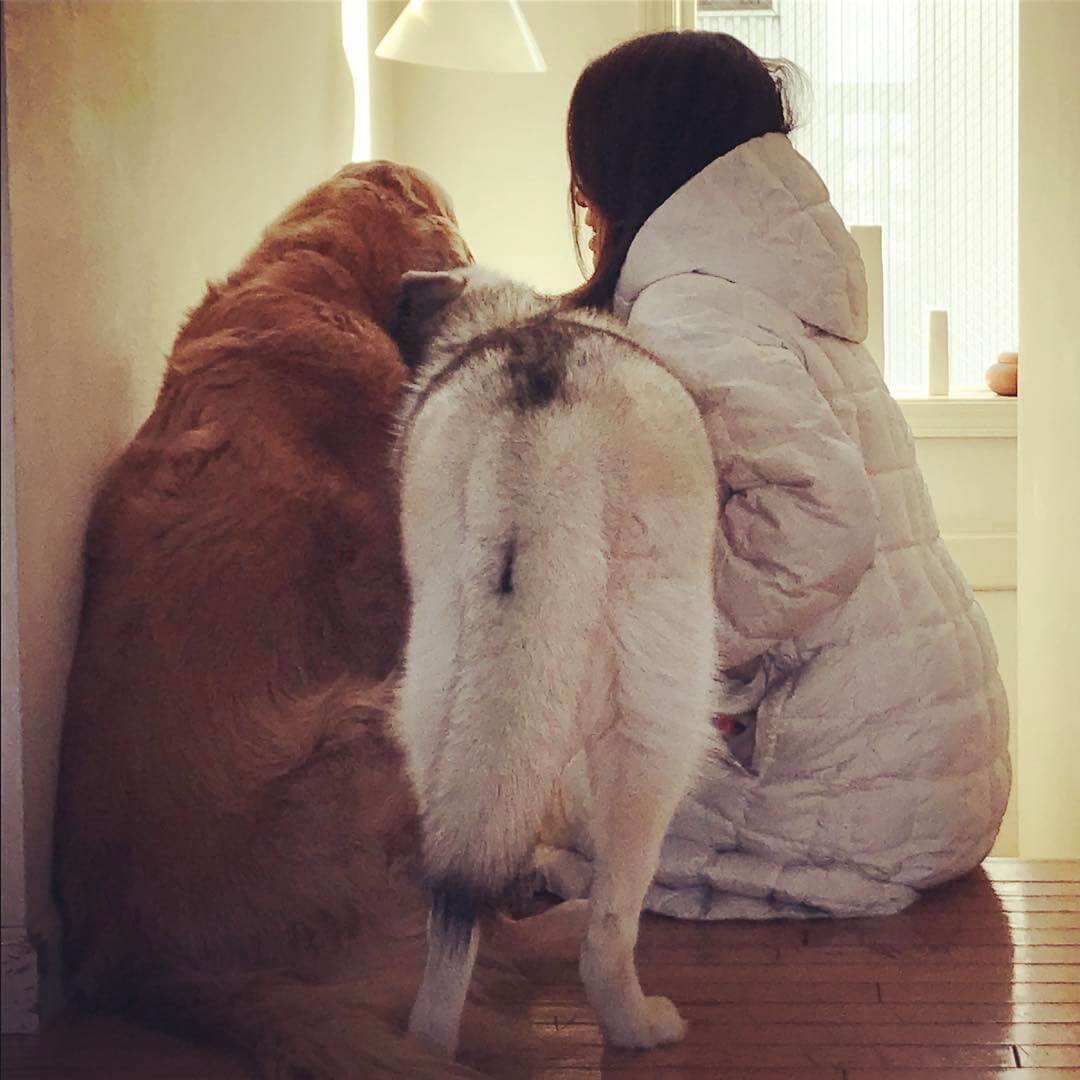 レトリーバー,ごはん