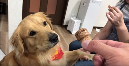 ゴールデンレトリーバー,動画