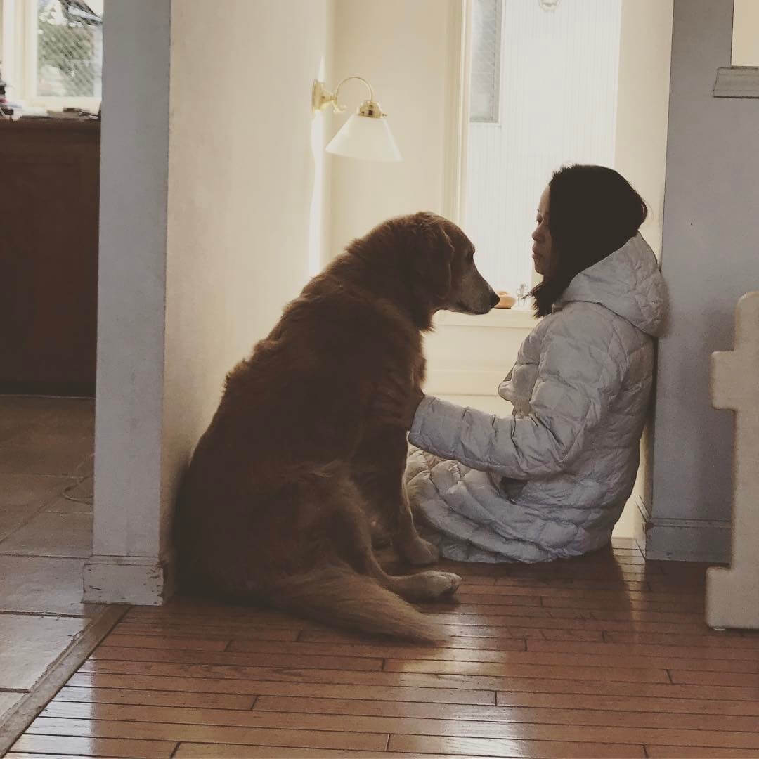 レトリーバー,ごはん