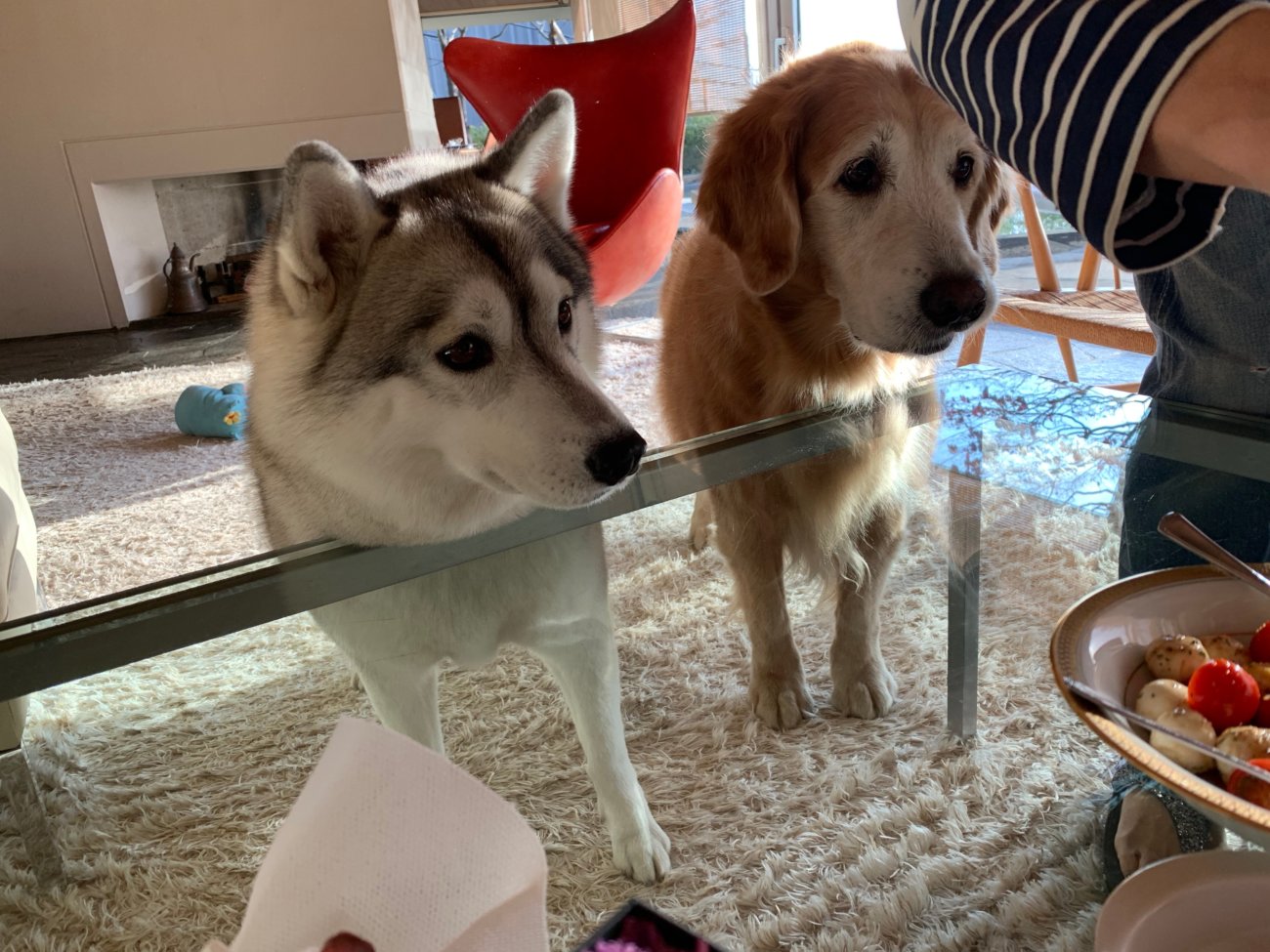 レトリーバー,ごはん