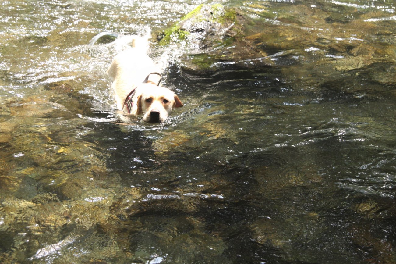 レトリーバー,アウトドア