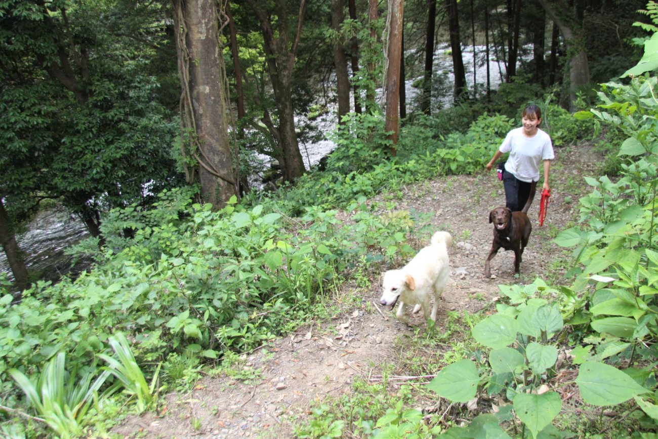 レトリーバー,アウトドア