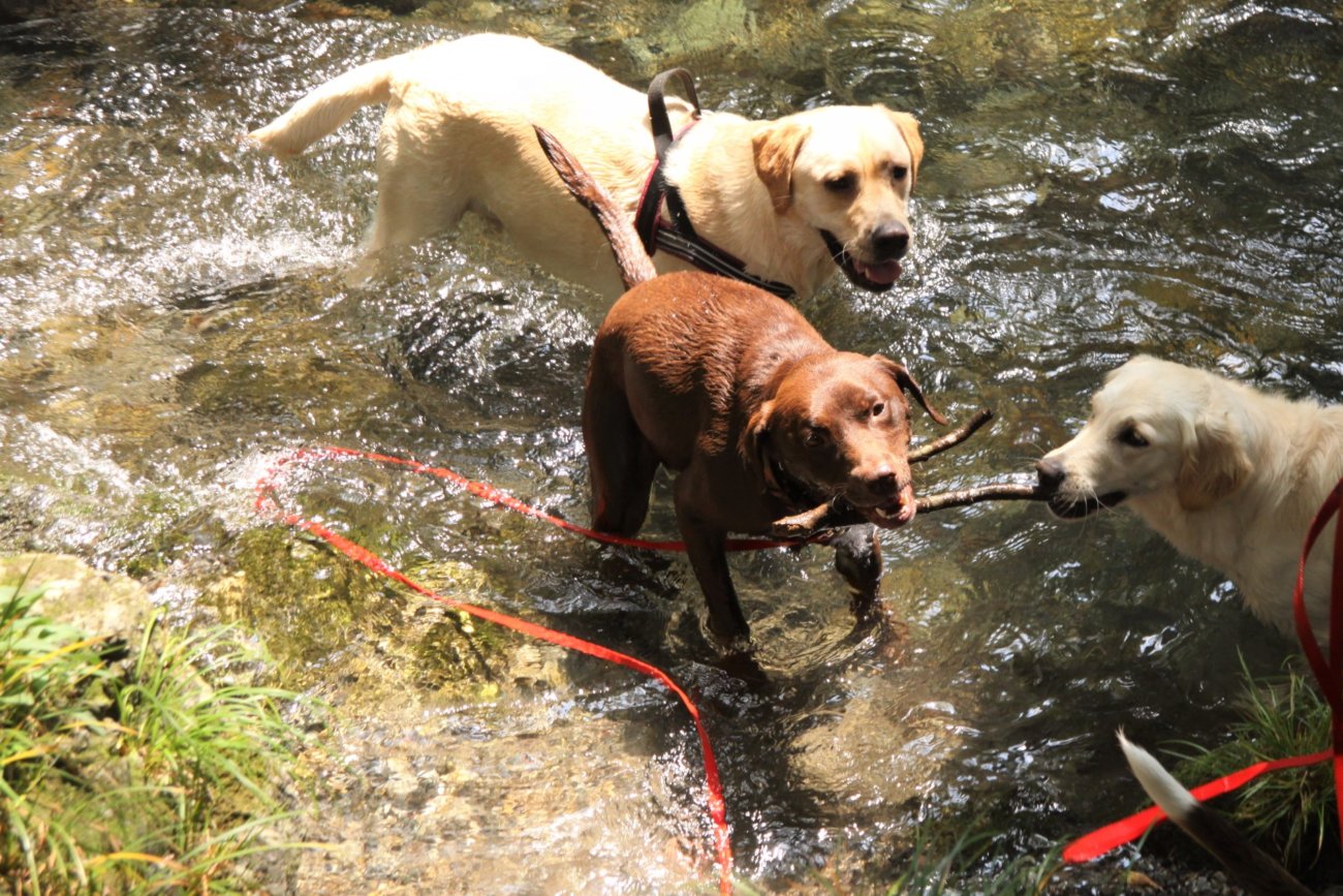 レトリーバー,アウトドア