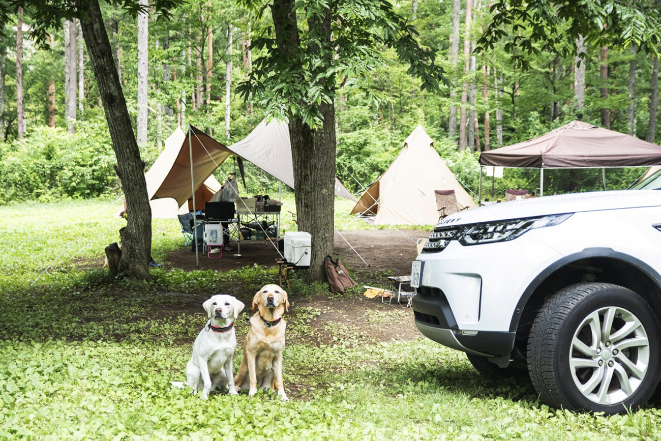 ゴールデンレトリーバー,キャンプ